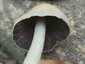 Kerti tintagomba (Coprinellus micaceus), Budai-hegység